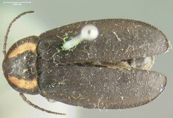 Media type: image;   Entomology 2773 Aspect: habitus dorsal view